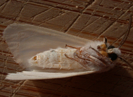Fall Webworm